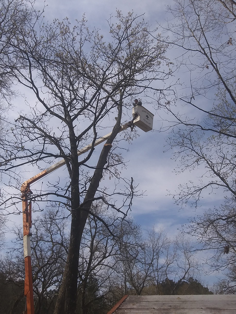 tree service employee elevated on machinery trimming branches