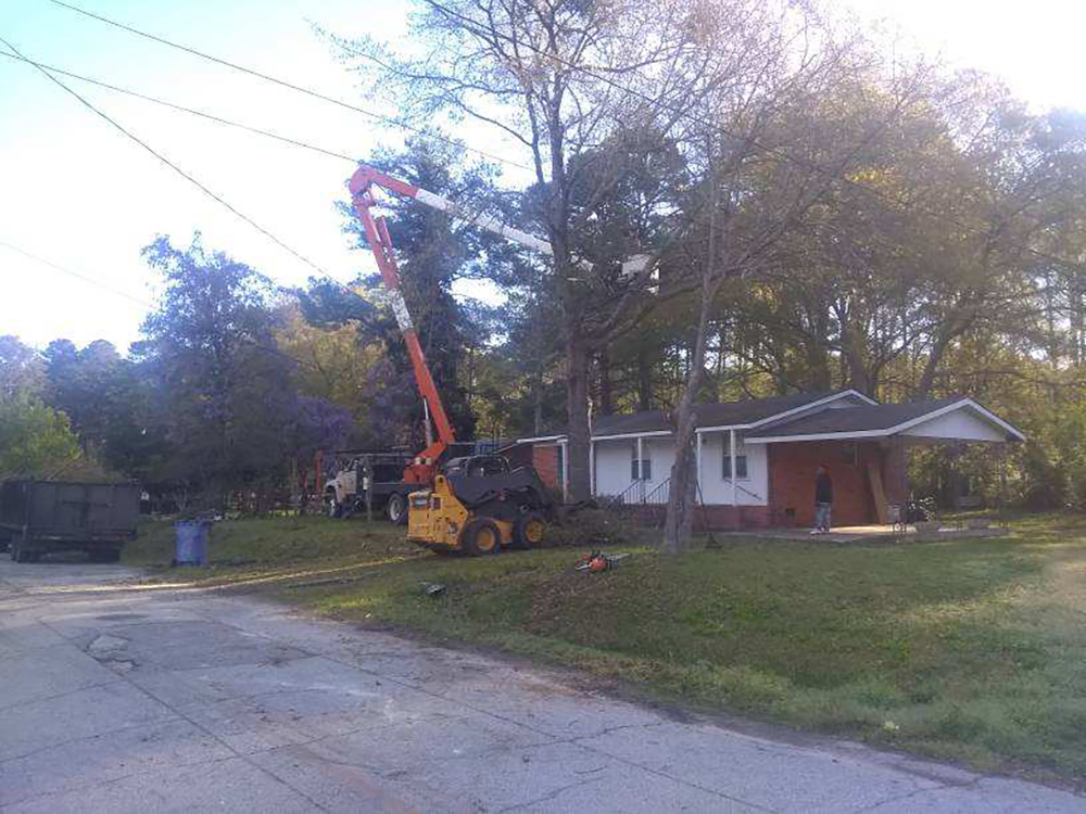 tree removal in Augusta, GA