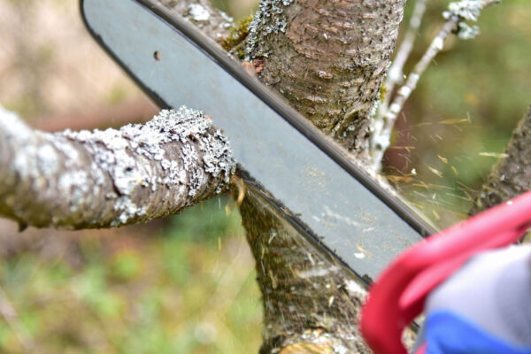 chain saw- trimming- a -tree branch