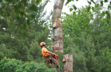 manual worker hanging by crane to the tree top for tree removal