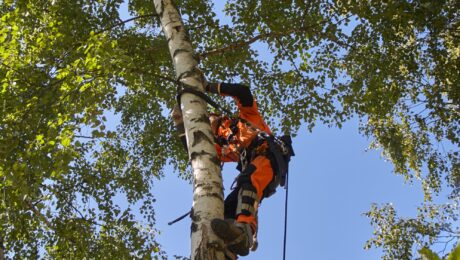 professional Tree Services