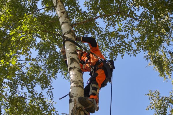professional Tree Services