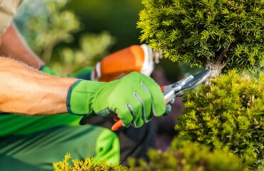 Art of Tree Trimming and Pruning