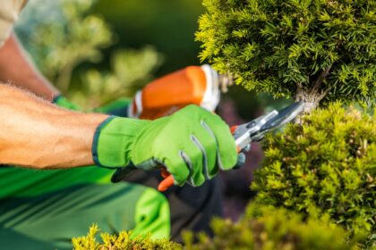 Art of Tree Trimming and Pruning