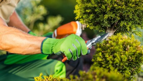 Art of Tree Trimming and Pruning