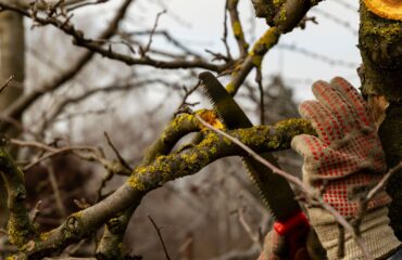 Diseased tree limbs being trimmed during winter.