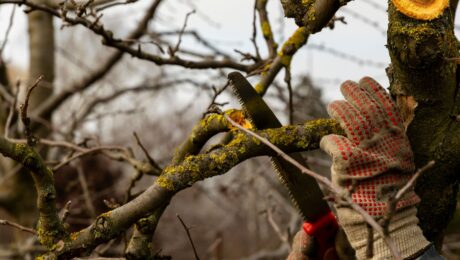 Diseased tree limbs being trimmed during winter.