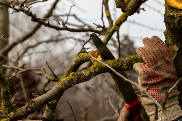 Diseased tree limbs being trimmed during winter.