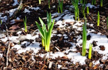 Daffodil bulbs beginning to sprout out of snow covered mulch