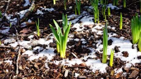 Daffodil bulbs beginning to sprout out of snow covered mulch