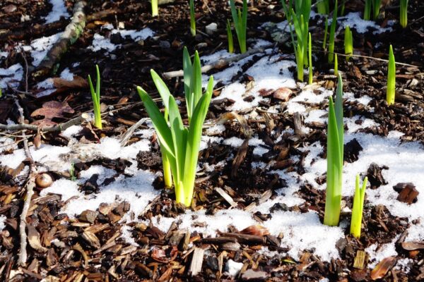 Daffodil bulbs beginning to sprout out of snow covered mulch