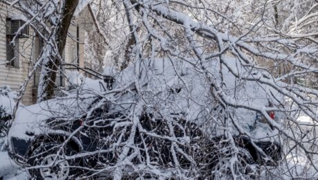 A car heavily covered in snow with fallen tree branches on top of it after a winter storm, illustrating the impact of storm-related tree damage.