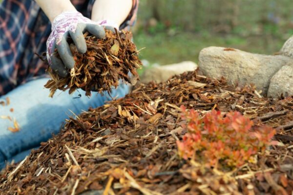 Person wearing gardening gloves and ripped jeans spreading mulch around a small plant in a landscaped garden with rocks.