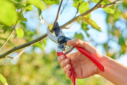 summer-tree-pruning-tips Person with pruners pruning a tree during the summer.