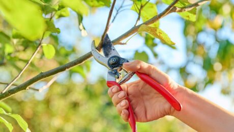 Person with pruners pruning a tree during the summer.