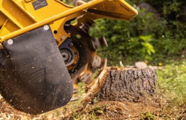 A stump grinder removing a pine stump.