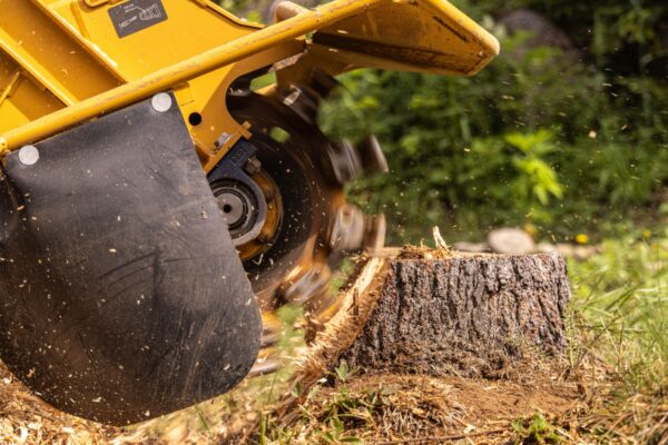 A stump grinder removing a pine stump.